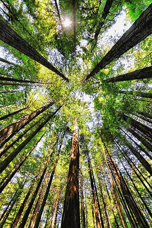 'Among the Giants'