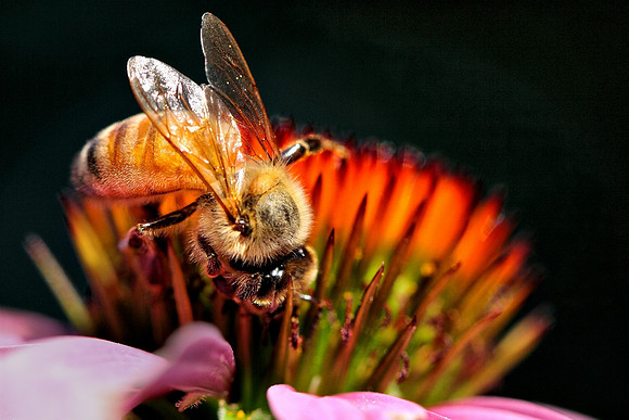 'The Color of Honey'