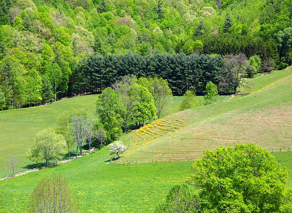'1000 Shades of Green'