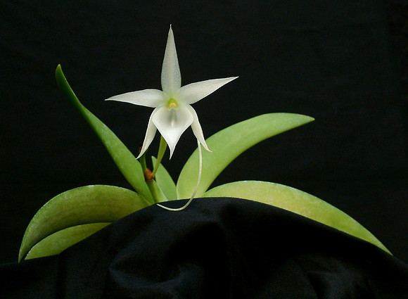 'Angraecum leonis'
