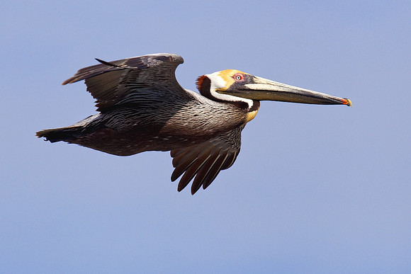 Fly By