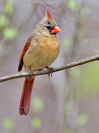 'Mrs. Red'