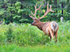 'King of the Forest'