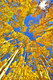 'Autumn Gold'