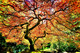 The Tree II