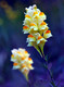 'Yellow on Blue'