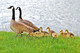 'Family Stroll'