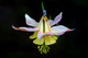 'Ballerina'
