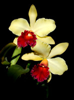 Orchids