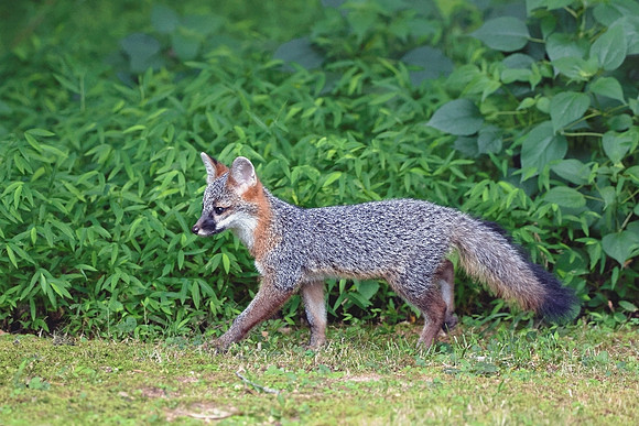 'Bright Eyed & Bushy Tailed'