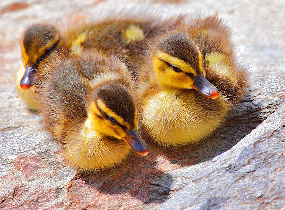 'A Pile of Cuteness'