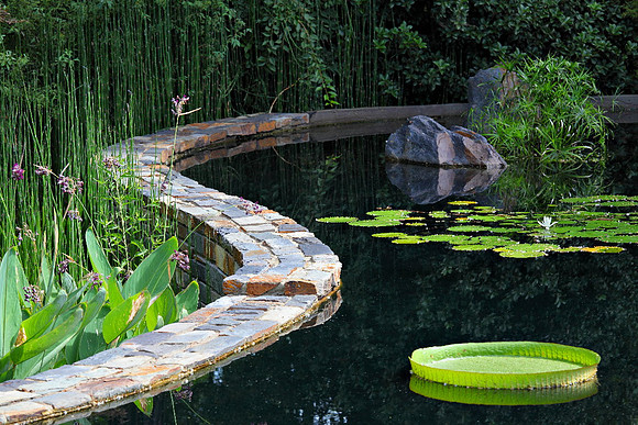 Lily Pond