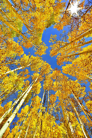 'Autumn Gold'