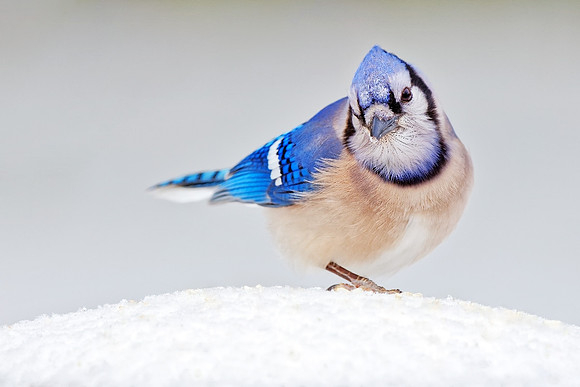 Cool Blue Jay