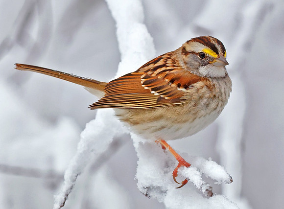 'Winter Friends...Sparrow'