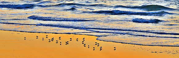 busy morning birds