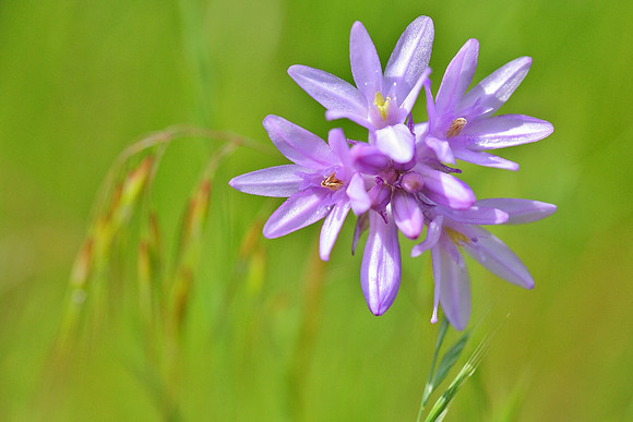 'Softly Summer'