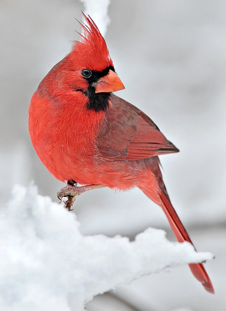 'Winter Friends...Cardinal'