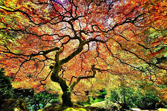 The Tree II