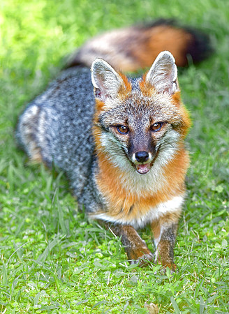 Foxy Mama