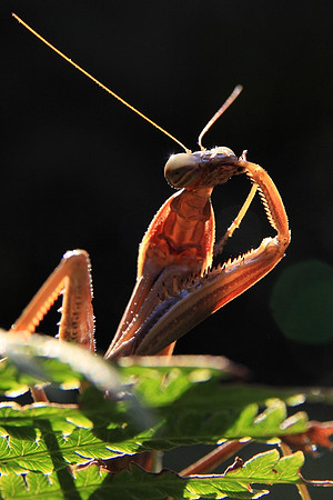 'Finger Lickin' Good!'