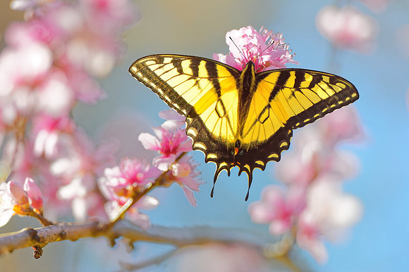 'Essence of Spring'