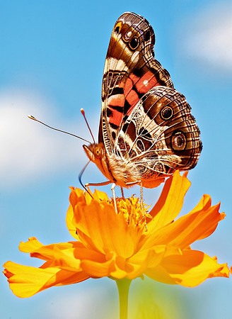 'Colors of Summer'