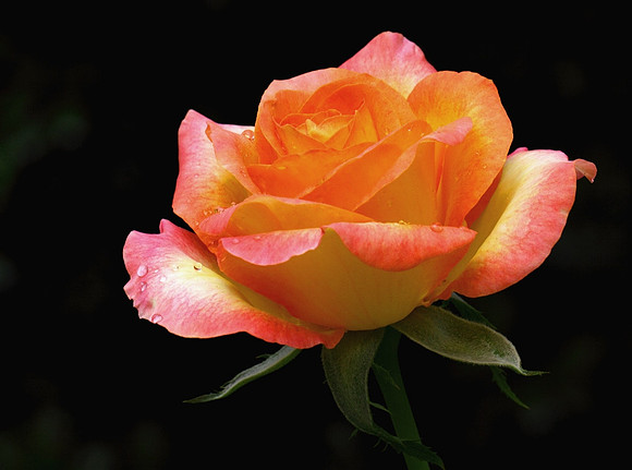 'Apricot Tea Rose'