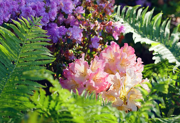 'Colors of Spring II'