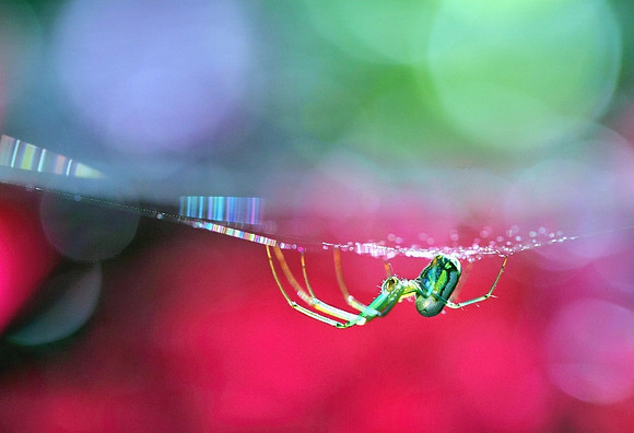 'Rainbow Catcher'