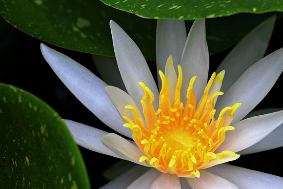 'Yellow Glory'