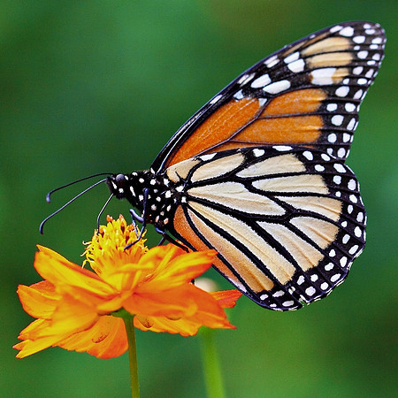 Monarch (Horizontal)