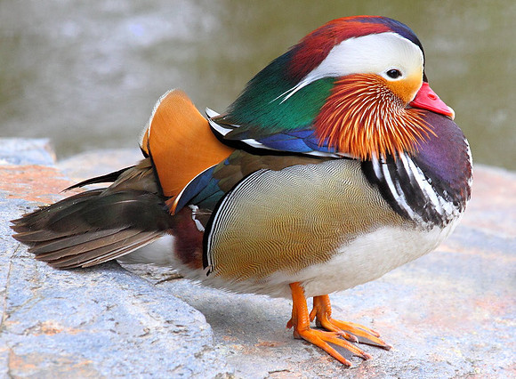 'Poser'