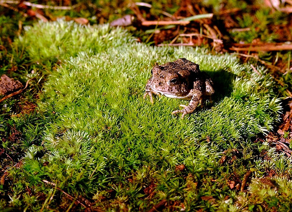 'My Little Friend'