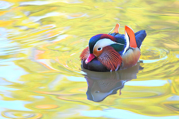 'Technicolor Ducky'