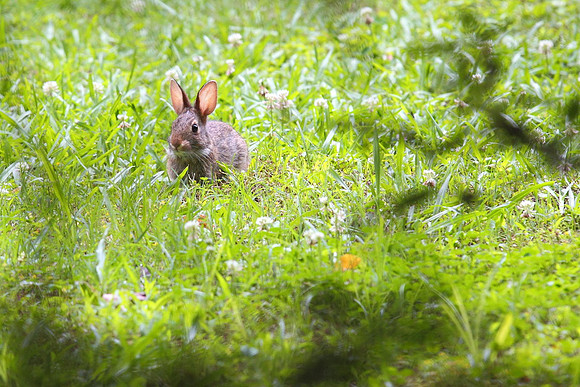 Little Bunny