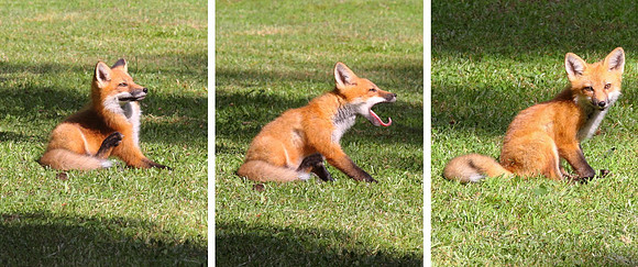 Little Fox Montage