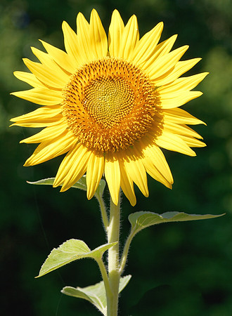 'Summer Sunshine'