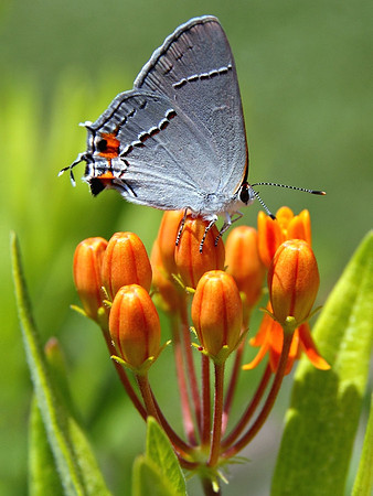 Gray Hairstreak on butterfly weed