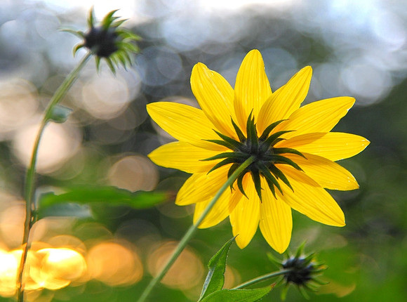 'Bokeh-Licious'