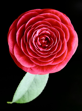 'Antique Camellia'