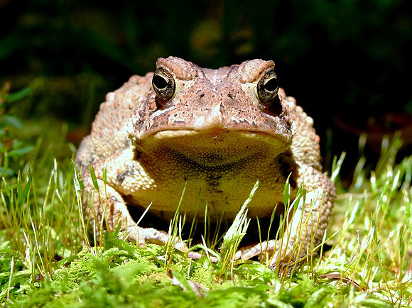 'We Are Not Amused'