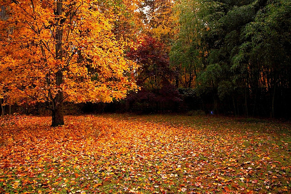 'Autumn Glow'