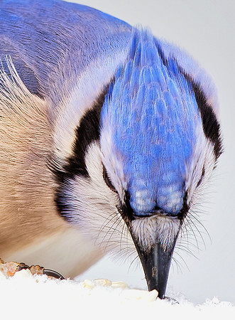 'Blue Jay Whiskers'