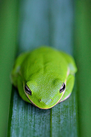'Shades of Green'