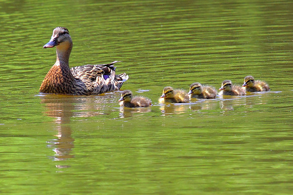 Ducky Train