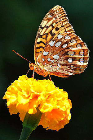 Great Spangled Fritillary