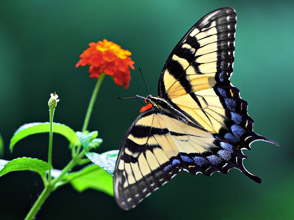 Tiger Swallowtail