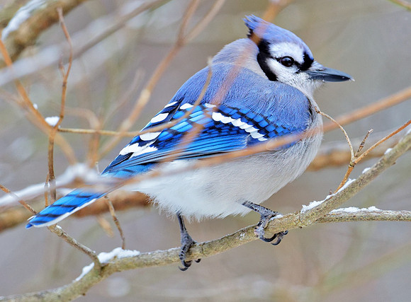 'Mr. Blue'