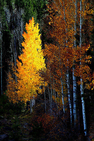'Autumn Flame'